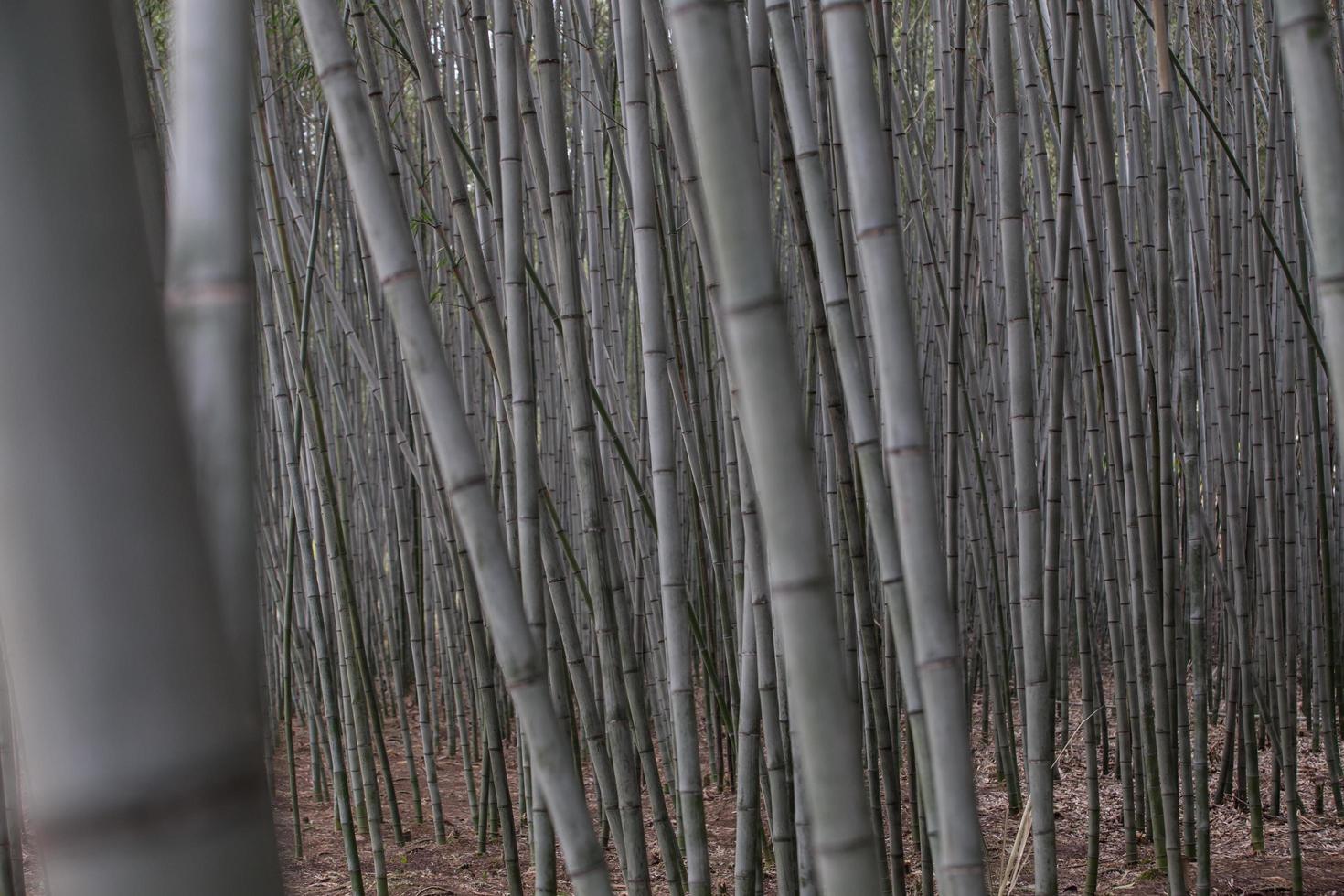 Lush, exotic, fresh green bamboo jungle background photo