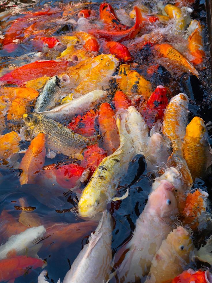 Colorful fancy carp fish, koi fish photo