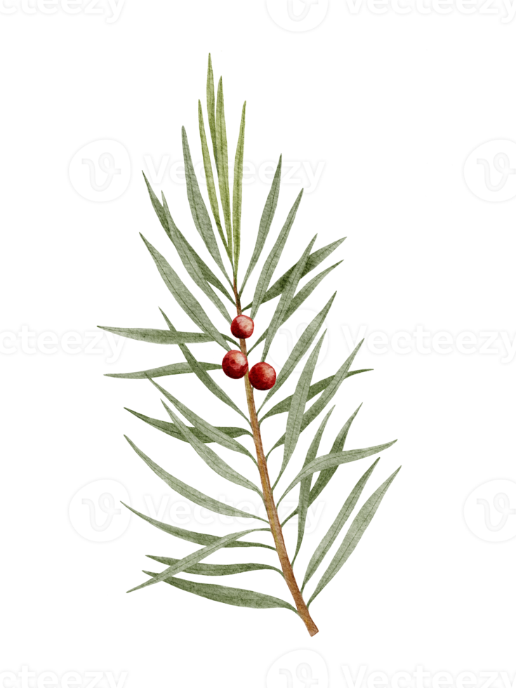 aquarellhandfarbe zweig von wacholder mit roten beeren isoliert auf weiß, naturelement für frohe weihnachten oder neujahrsgrußkarte png