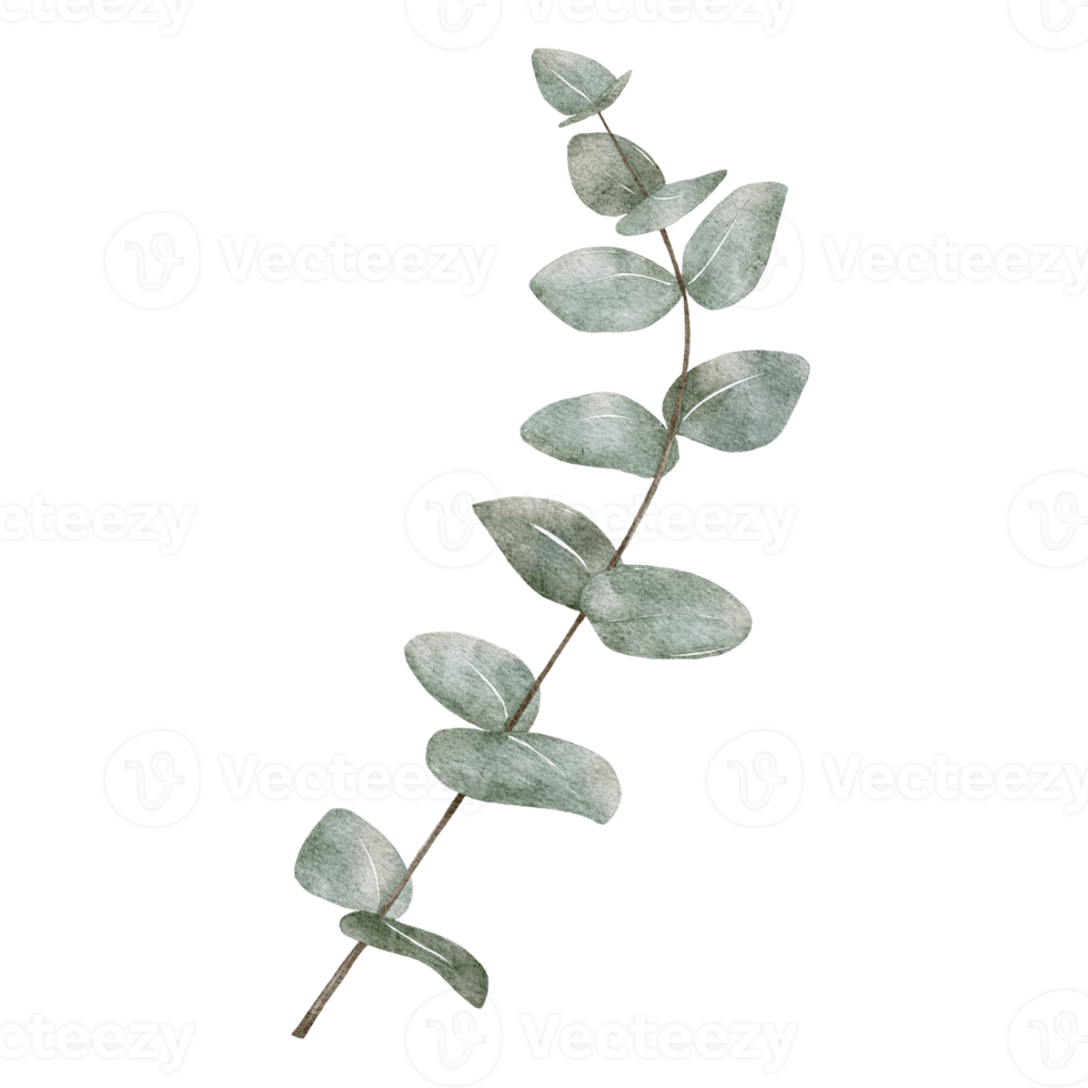 feuilles rondes d'eucalyptus vert aquarelle sur les branches. illustration numérique peinture à la main dollar en argent isolé, conception d'éléments pour le textile et carte de voeux png