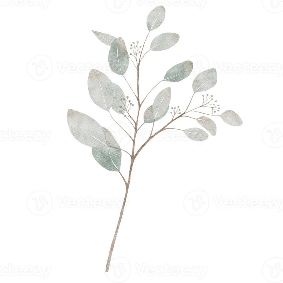 hojas redondas de eucalipto verde acuarela en las ramas. ilustración pintura digital a mano dólar de plata aislado, diseño de elementos para textiles y tarjetas de felicitación png