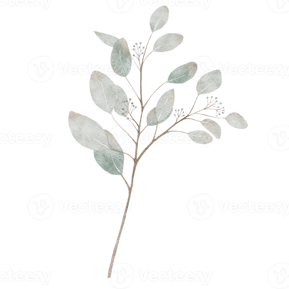 Watercolor Green Eucalyptus round leaves on branches. Illustration digital hand painting silver dollar isolated, Elements design for textile and greeting card png
