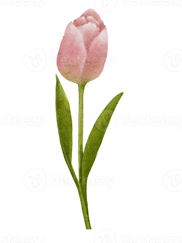 peinture à l'aquarelle de tulipes roses, bouquet de peinture à la main numérique illustration de fleurs de printemps pour la fête des mères, la Saint-Valentin, la carte de voeux de la fête des femmes ou l'arrière-plan des vacances d'été png