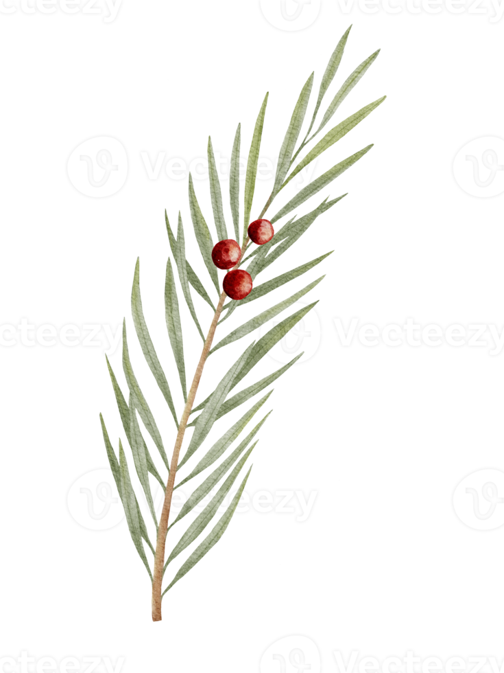 Watercolour hand paint Branch of juniper with red berries isolated on white, Nature element for Merry Christmas or New Year greeting card png