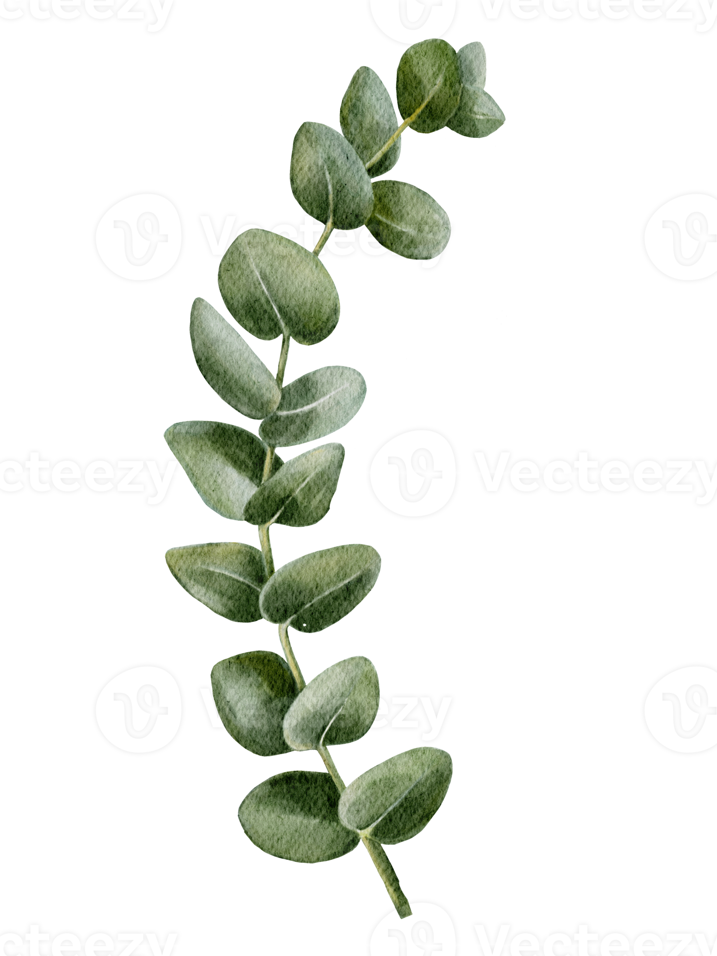 Watercolour hand painted Eucalyptus round shape on branches