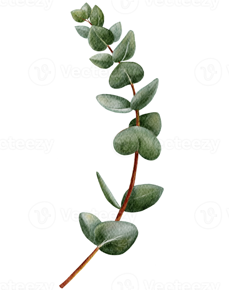 forma rotonda di eucalipto dipinto a mano ad acquerello su rami. illustrazione elementi di foglie verdi naturali isolati, design per tessile, carta e sfondo png