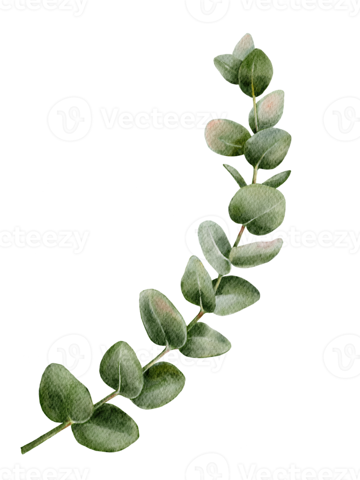 forma rotonda di eucalipto dipinto a mano ad acquerello su rami. illustrazione elementi di foglie verdi naturali isolati, design per tessile, carta e sfondo png