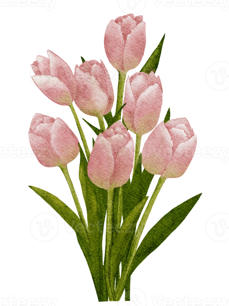 pintura em aquarela de tulipas cor de rosa, ilustração digital buquê de pintura à mão de flores da primavera para o dia das mães, dia dos namorados, cartão de saudação do dia das mulheres ou fundo de férias de verão png