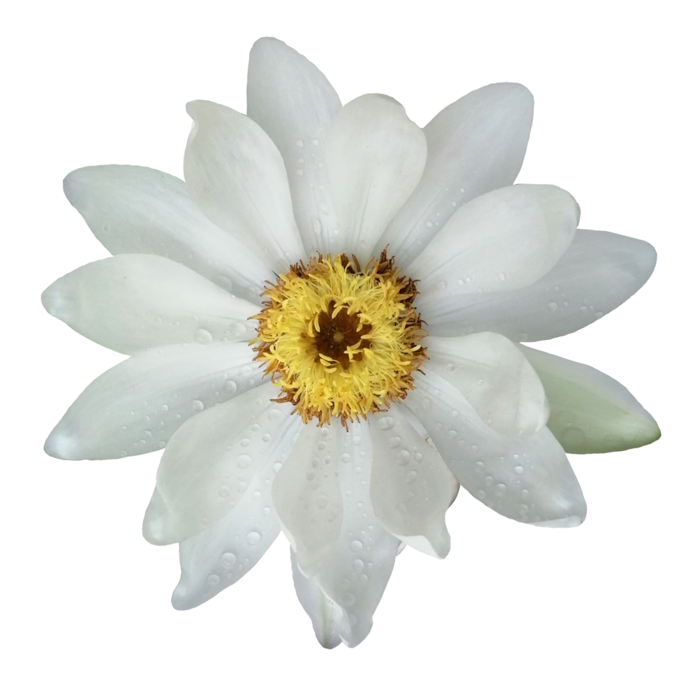 flowers leaves green nature plants flora png