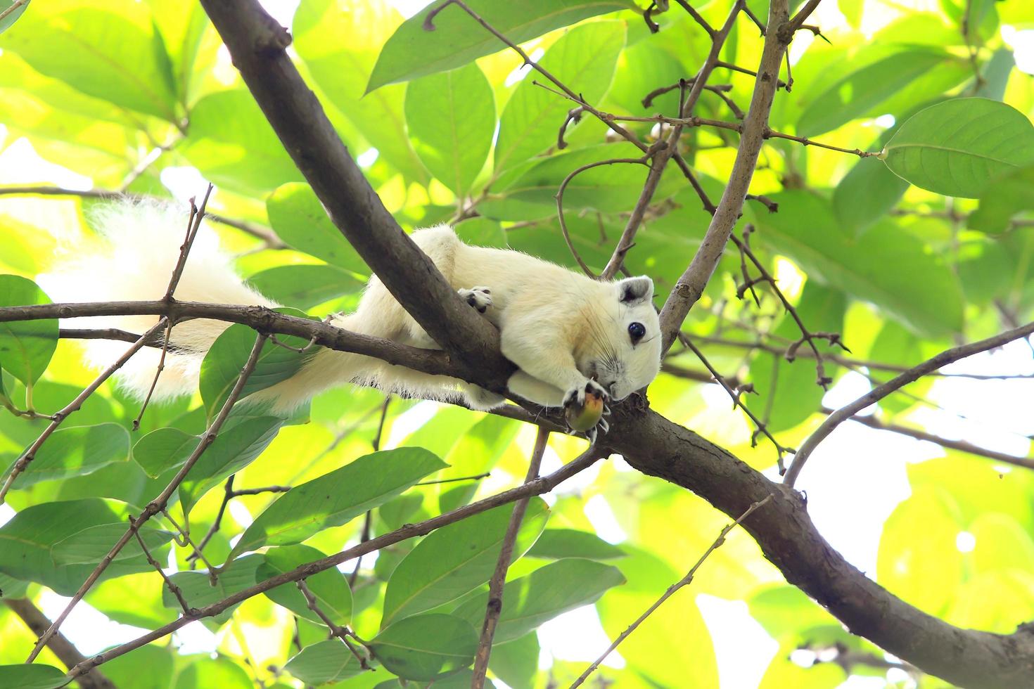Albino squirrel eating a nut photo