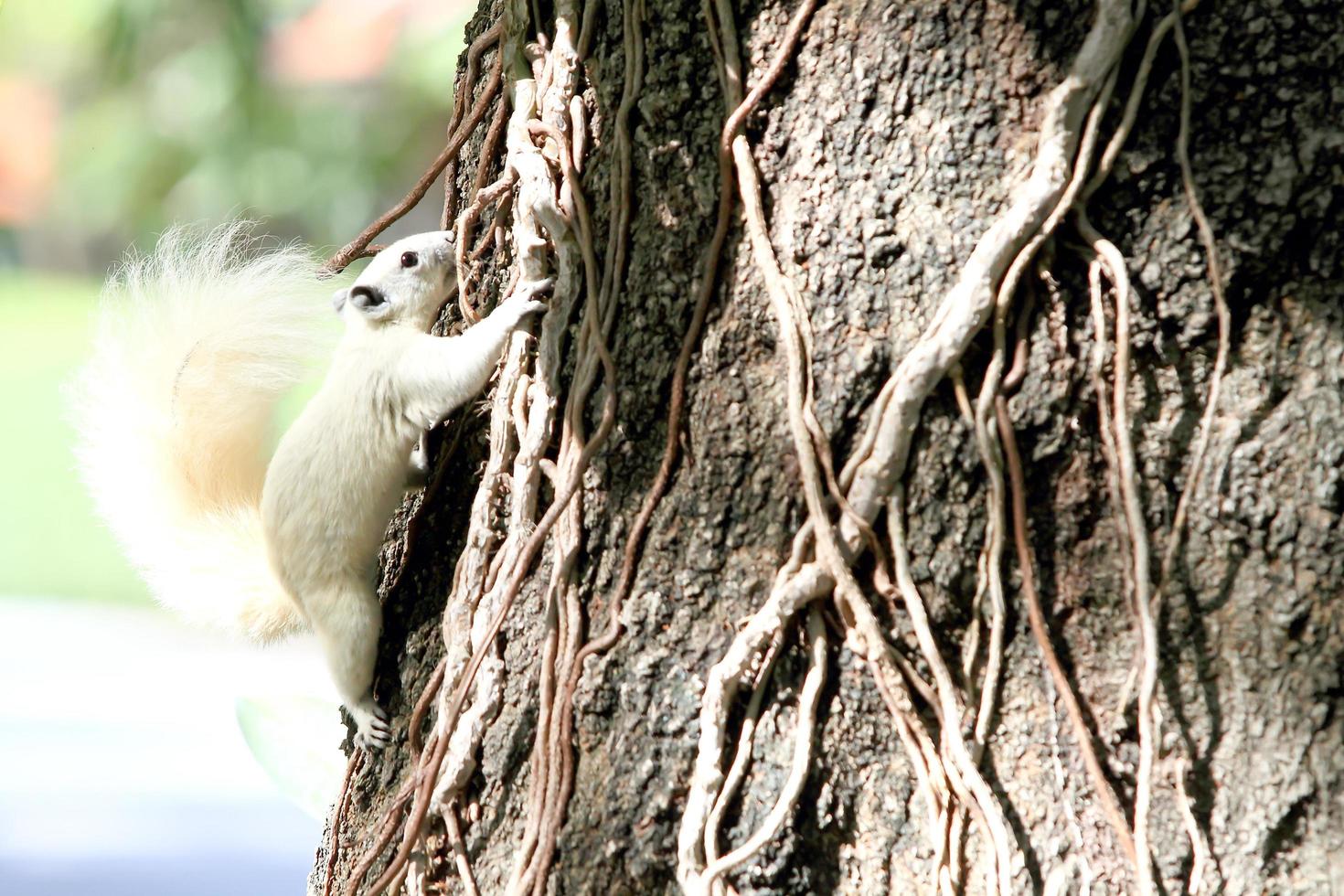 Albino squirrel feeding on the tree. photo