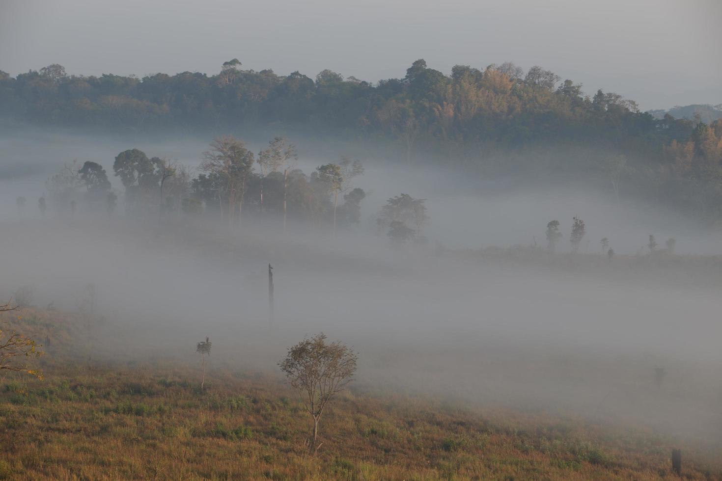 Fog mountain in the early morning sunrise photo