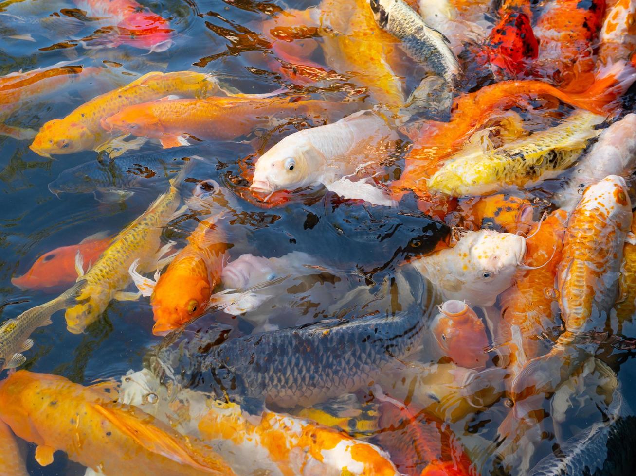 Colorful fancy carp fish, koi fish photo