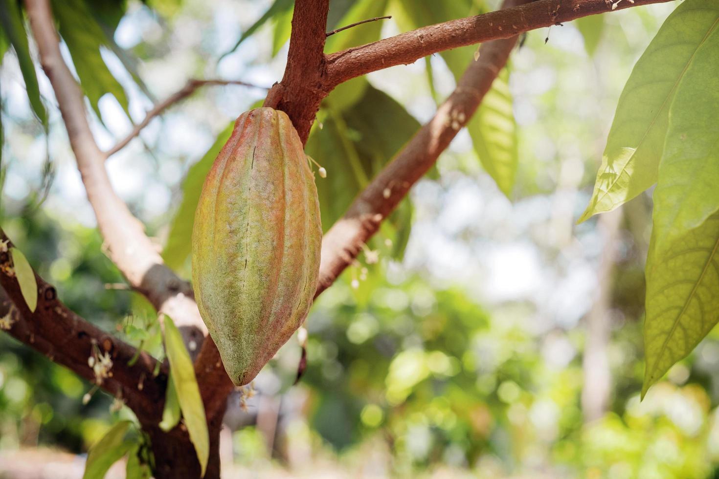 árbol de cacao con vainas de cacao en una granja orgánica. foto