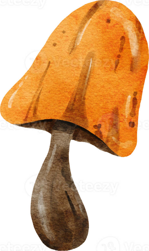 Halloween Orange Mushroom Watercolor png