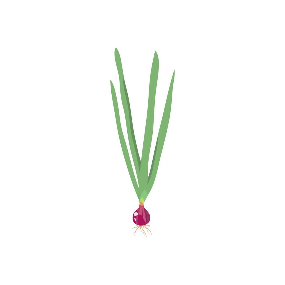 Onion and herbal plant vector