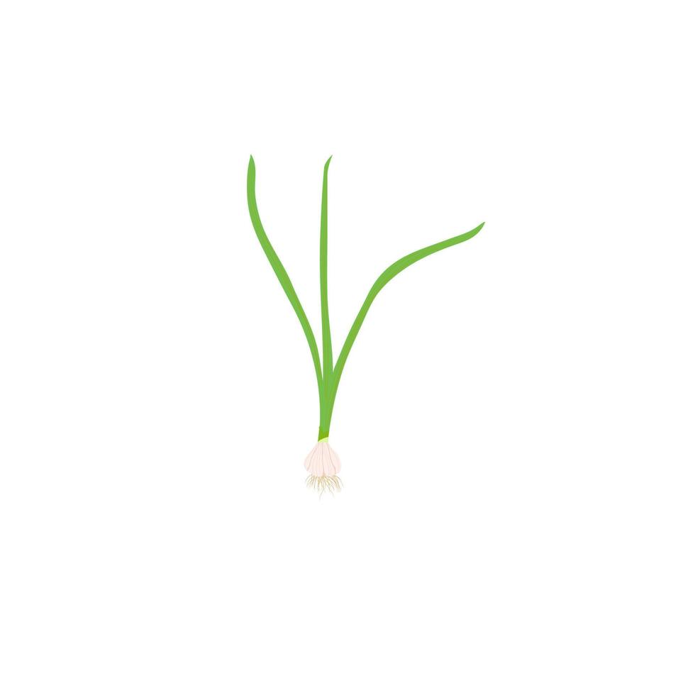 Onion and herbal plant vector