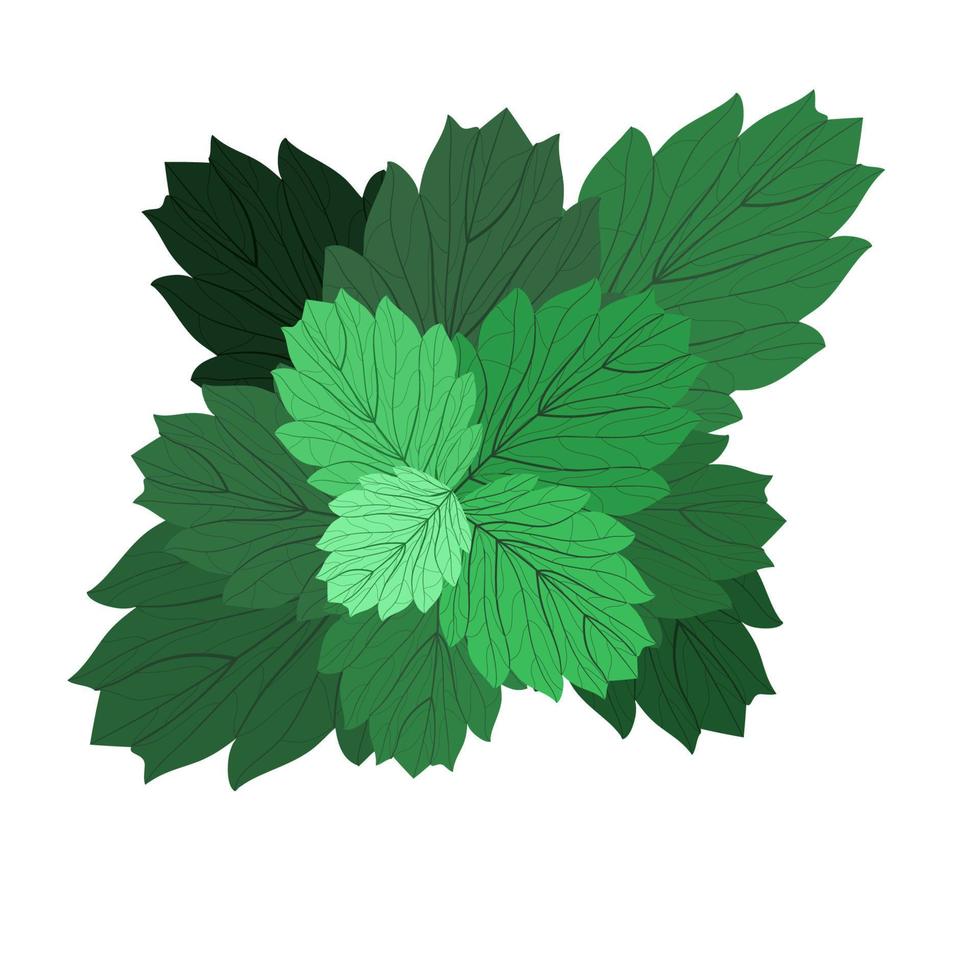 cebolla y planta herbaria vector