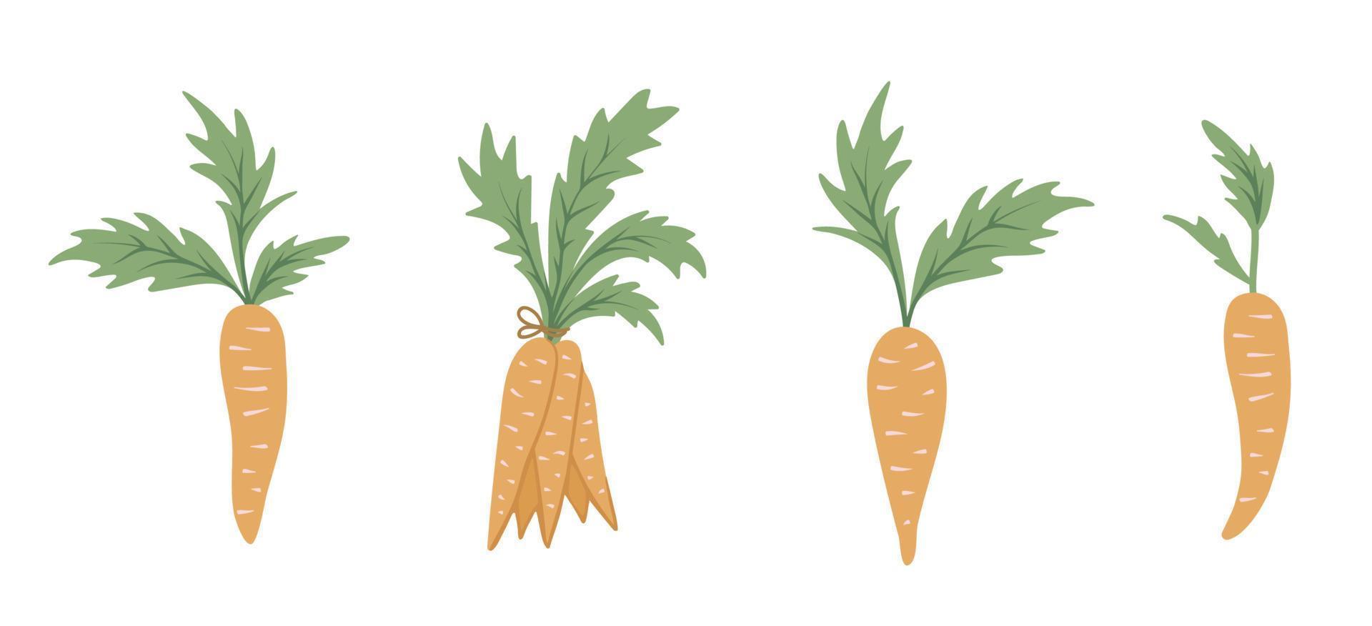 Vector set of cartoon style carrots. Flat simple illustration with root vegetables. Clip art for children design.