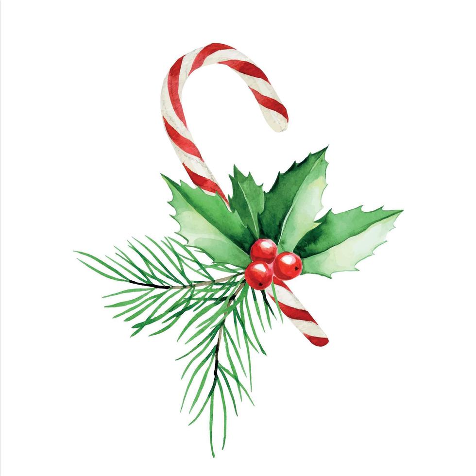 watercolor drawing. Christmas composition of lollipops of fir branches and holly. decoration for the new year, christmas vector