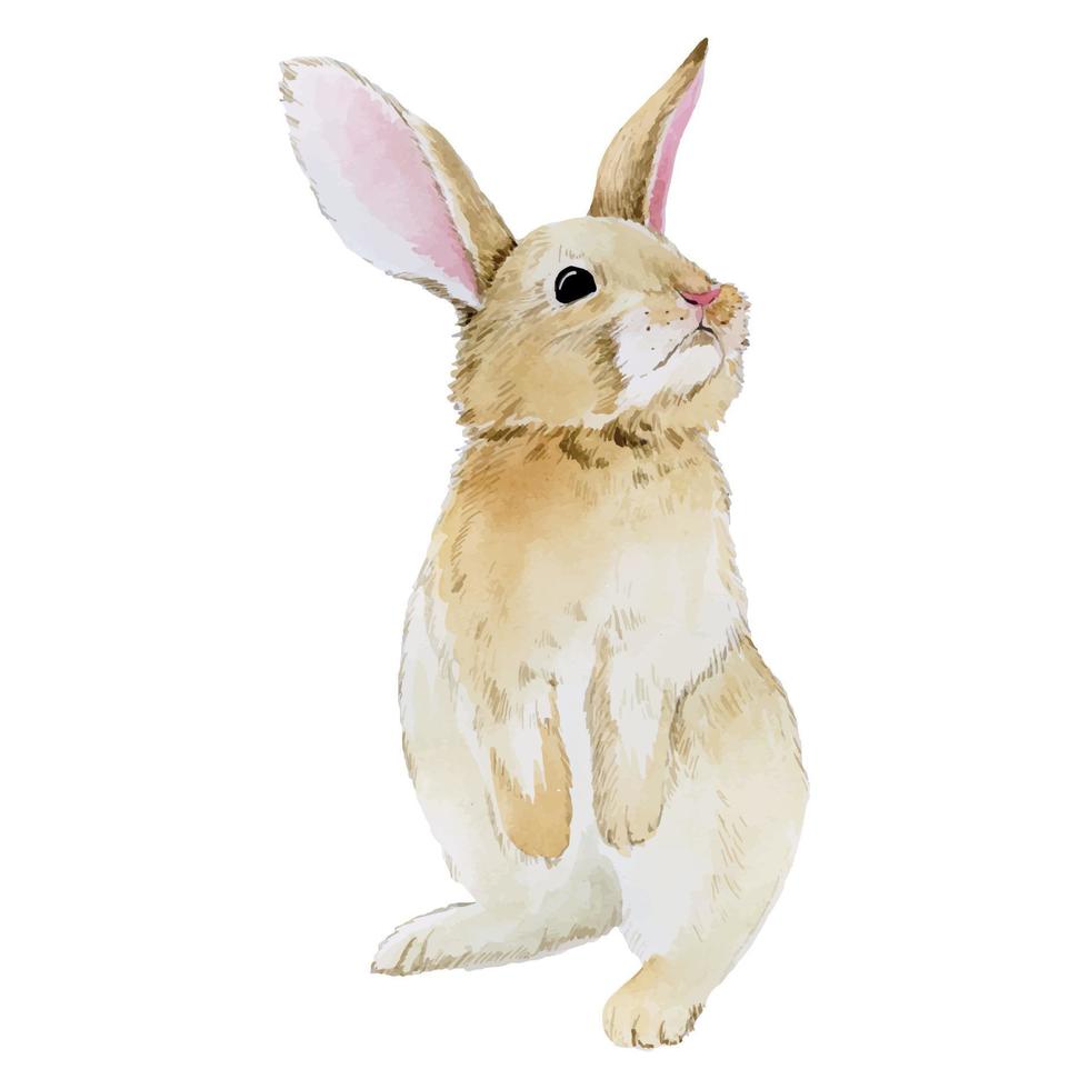 dibujo de acuarela. lindo conejo conejito de Pascua, liebre aislado en imágenes prediseñadas de fondo blanco. dibujo realista, ilustración dibujo acuarela. lindo conejo conejito de Pascua, liebre aislado sobre fondo blanco vector