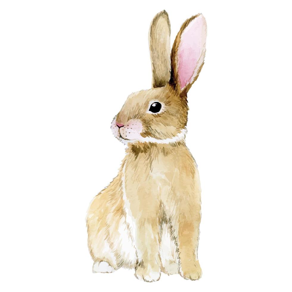 dibujo de acuarela. lindo conejo conejito de Pascua, liebre aislado en imágenes prediseñadas de fondo blanco. dibujo realista, ilustración dibujo acuarela. lindo conejo conejito de Pascua, liebre aislado sobre fondo blanco vector