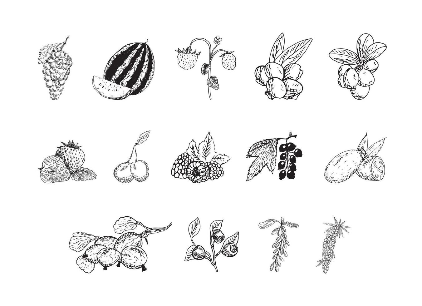 Illustrations of Berries in Art Ink Style vector