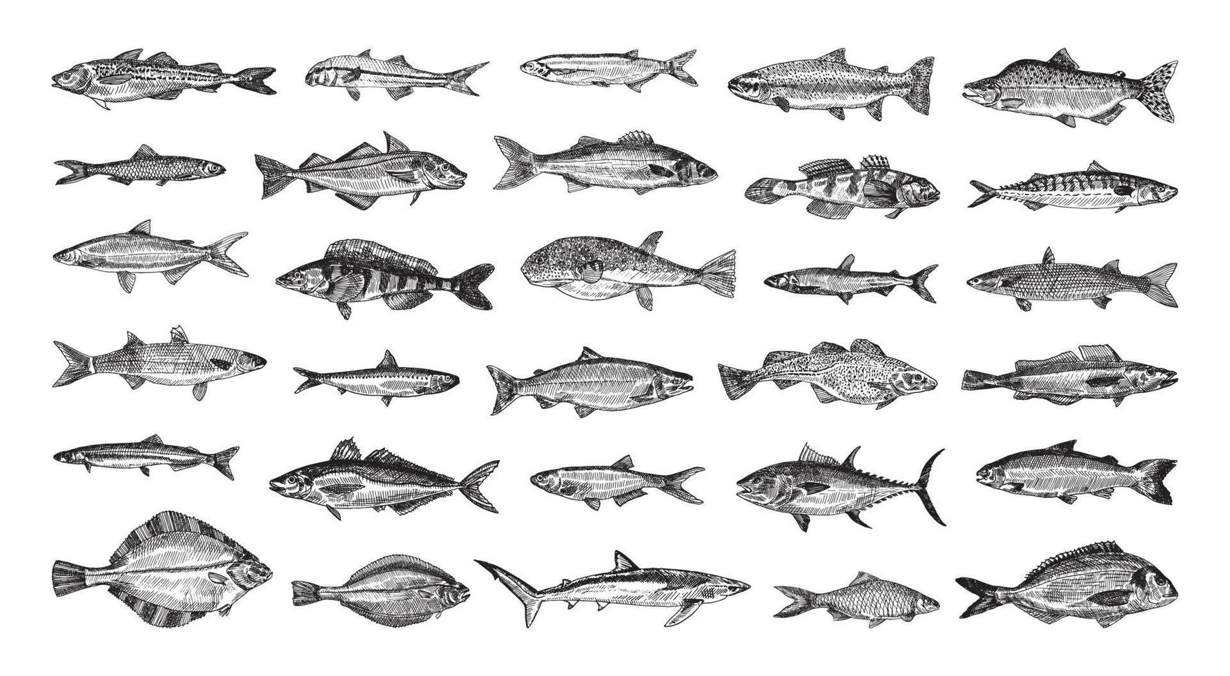 ilustraciones de peces de mar en estilo de tinta de arte vector