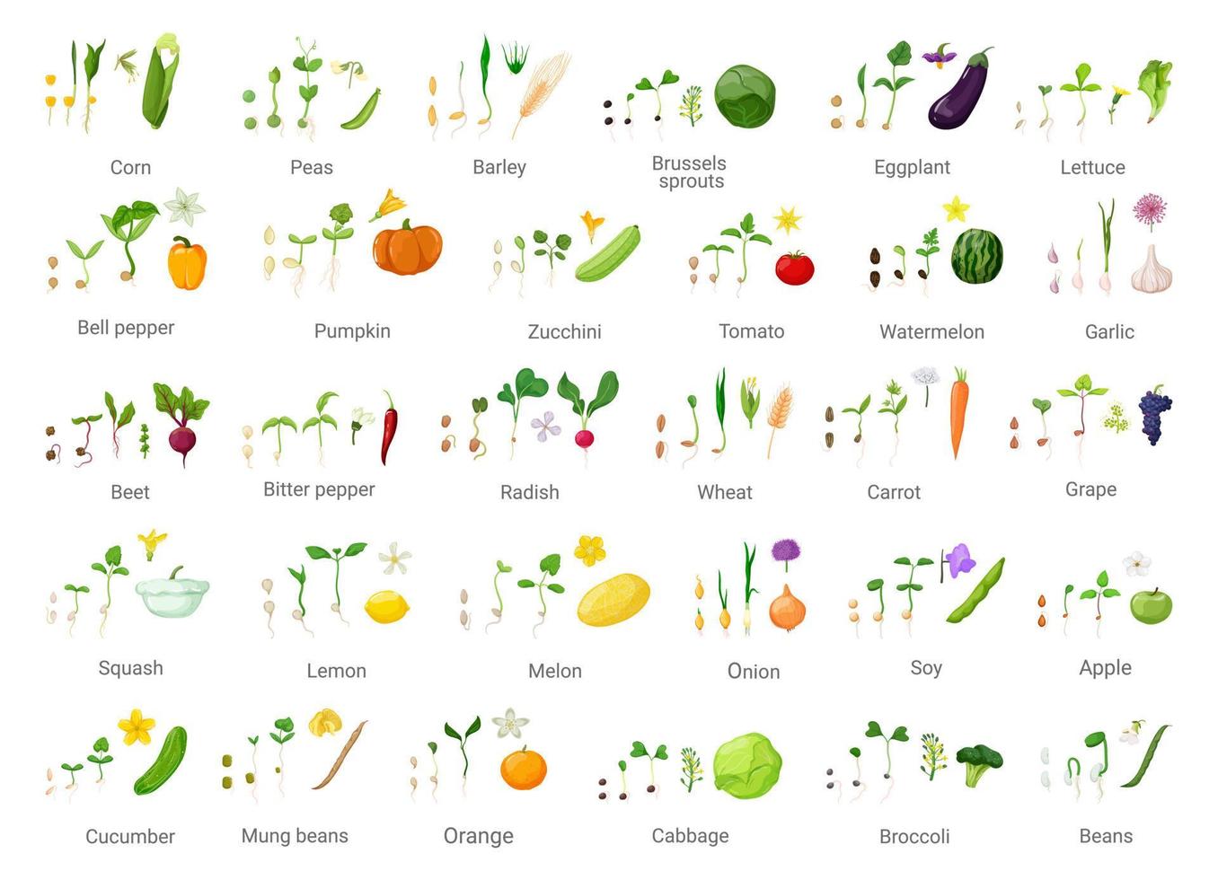 Set of Seed Germination Chains vector