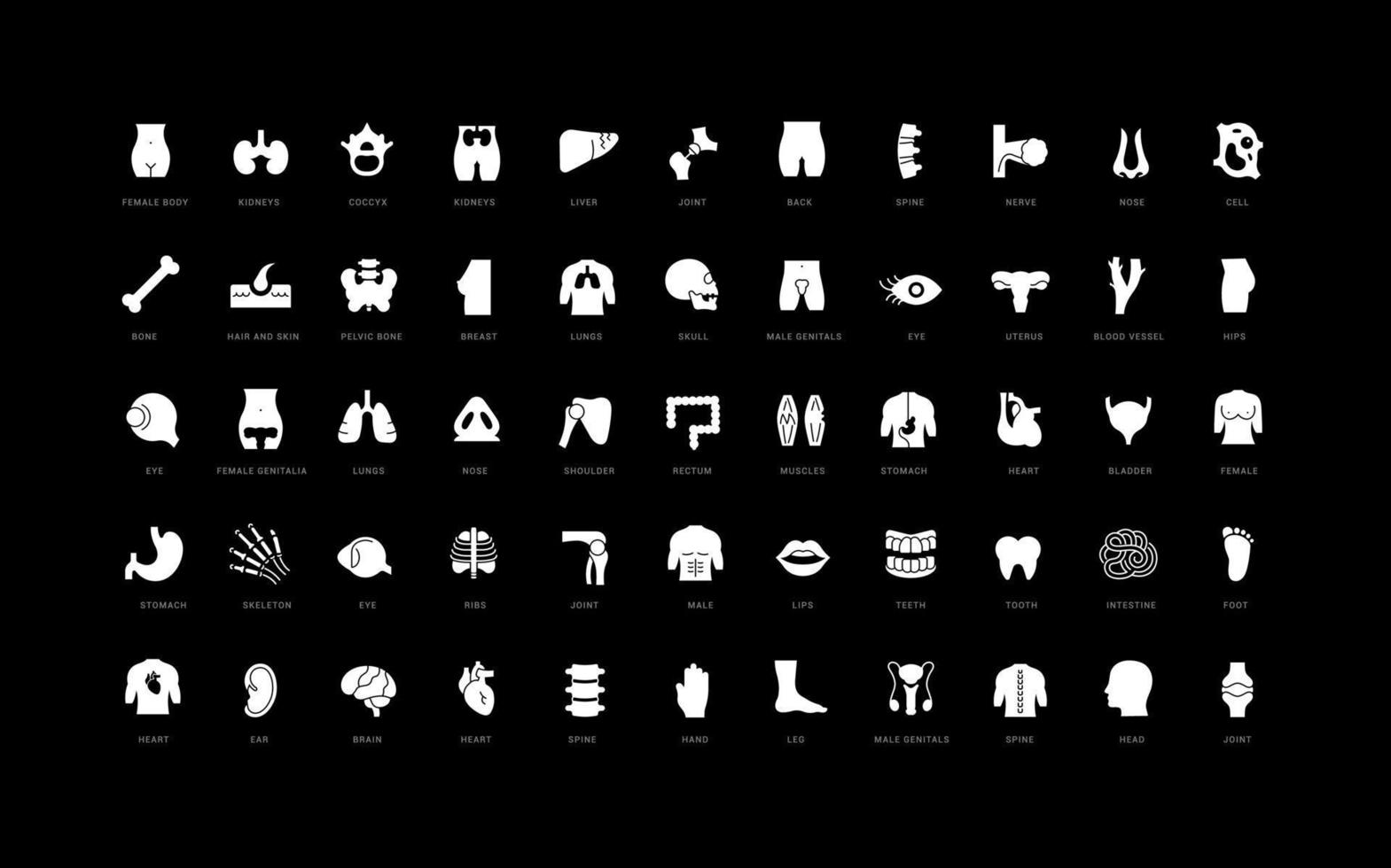 conjunto de iconos simples de anatomía vector