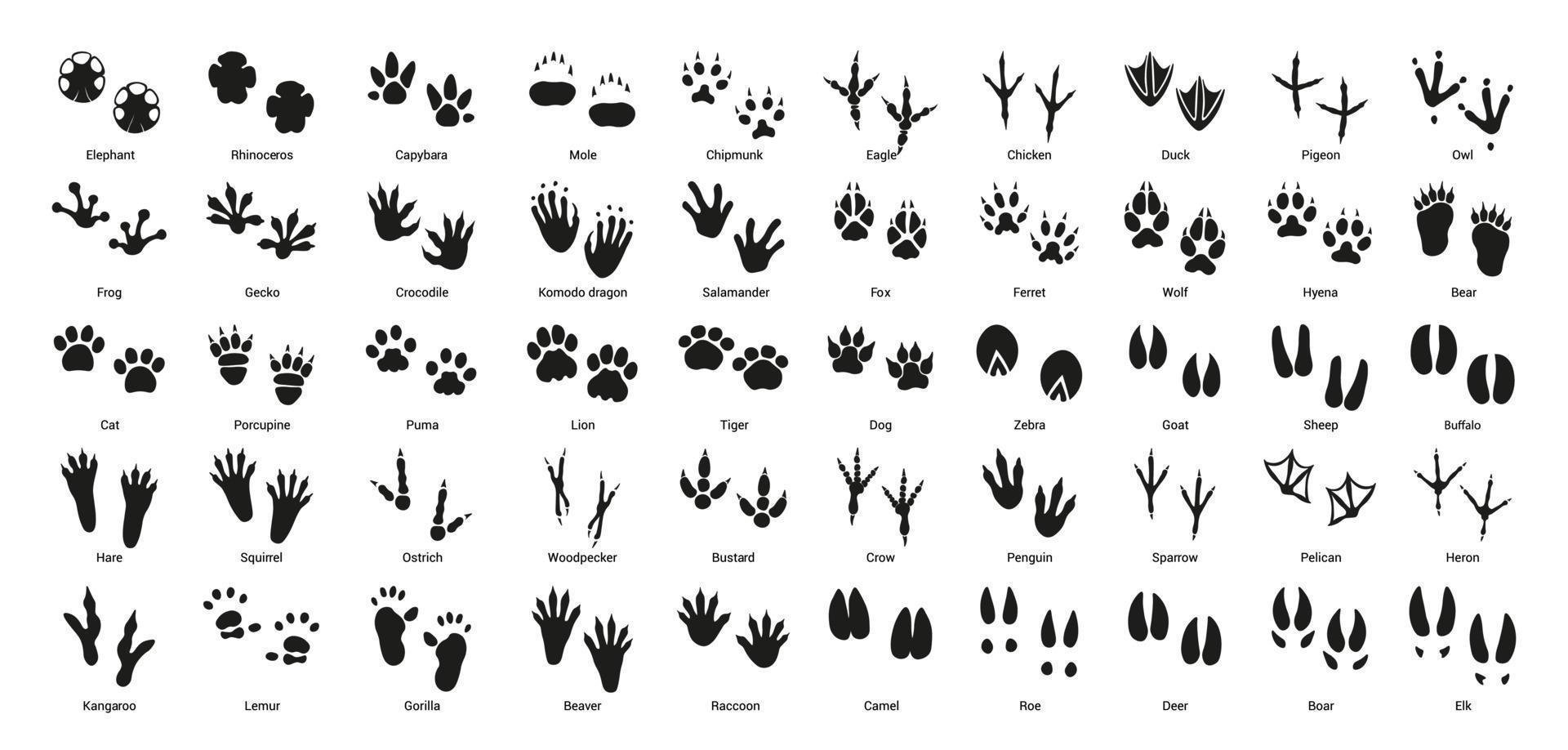 Set of Footprints of Birds and Animals vector