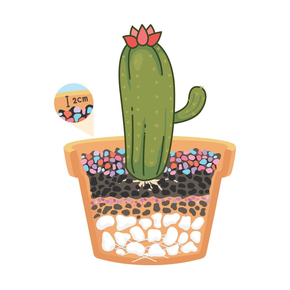 cactus plantados en macetas con grava colorida en vista lateral cortada por la mitad para revelar la composición del suelo vector