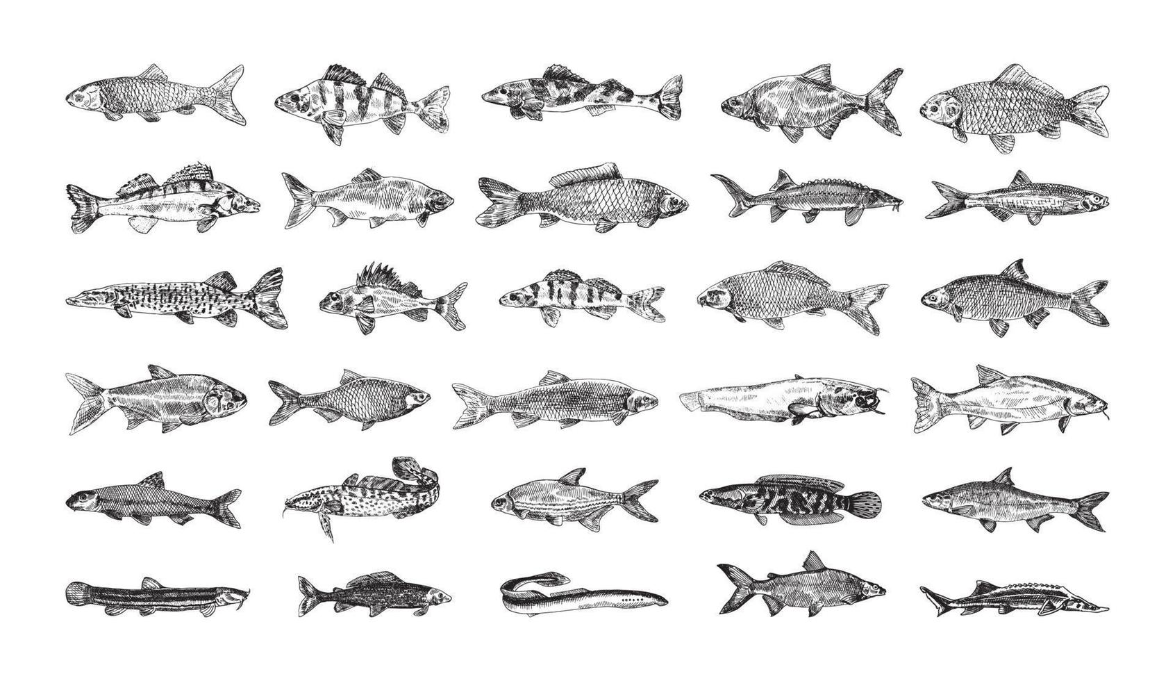 ilustraciones de peces de agua dulce en estilo de tinta de arte vector