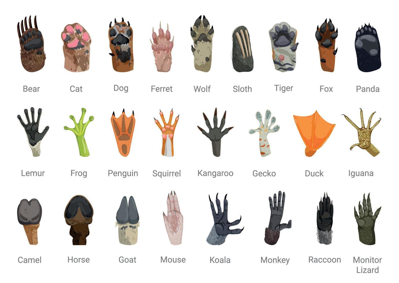 Set of Animal Paws vector