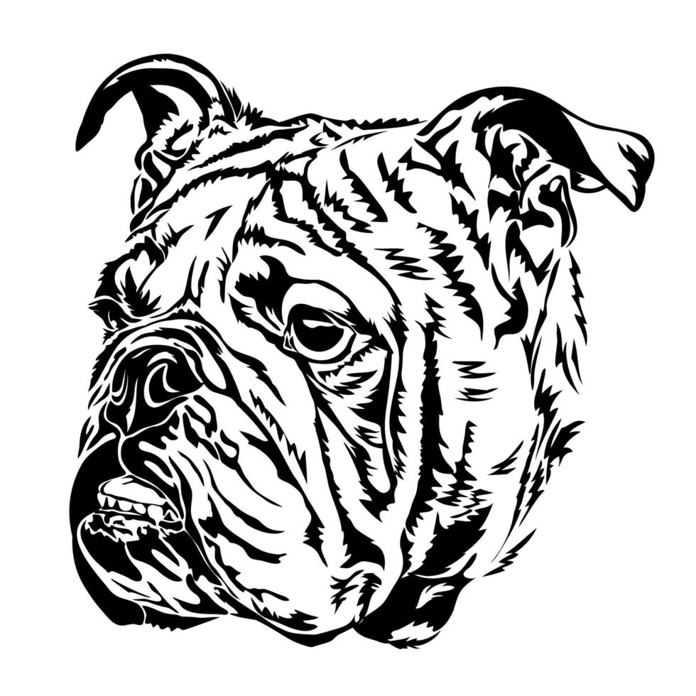 bulldog inglés, dibujo de retrato. vector