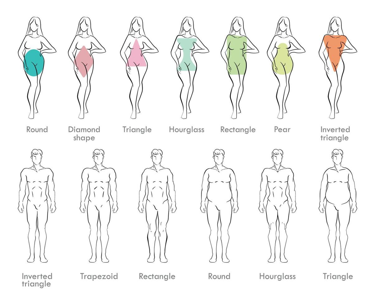 tipos de cuerpo masculino y femenino vector