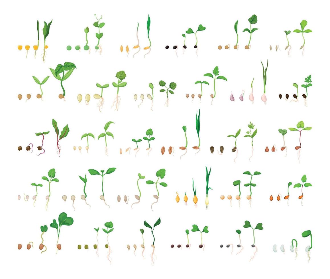 conjunto de cadenas de germinación de semillas vector