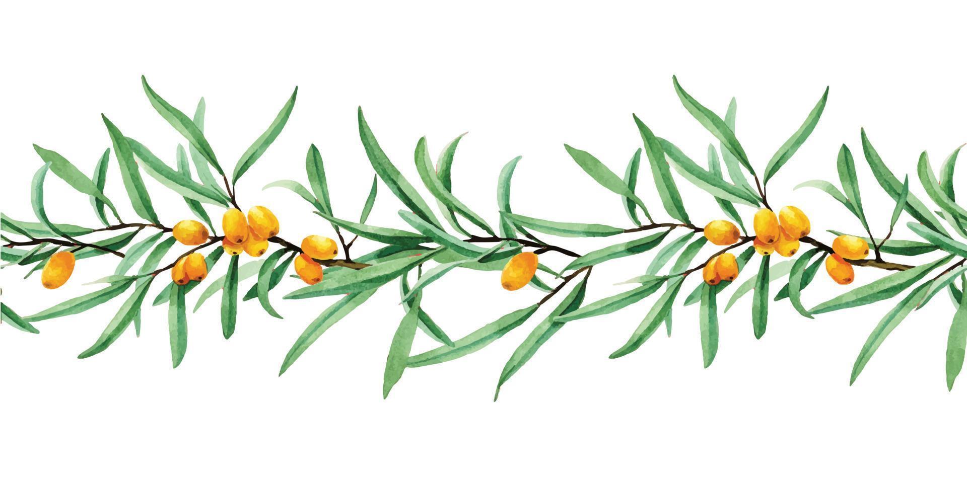 watercolor drawing seamless border with sea buckthorn. web banner, frame, border with berries and sea buckthorn leaves on a white background vector