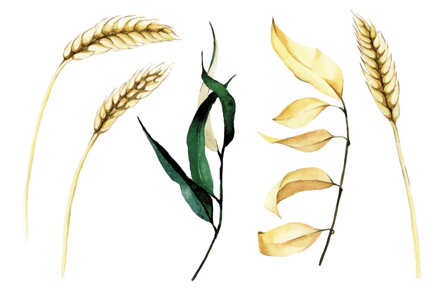 watercolor drawing. set of elements of dry autumn leaves and ears of wheat isolated on white background. symbol of autumn, harvest, thanksgiving day. vector