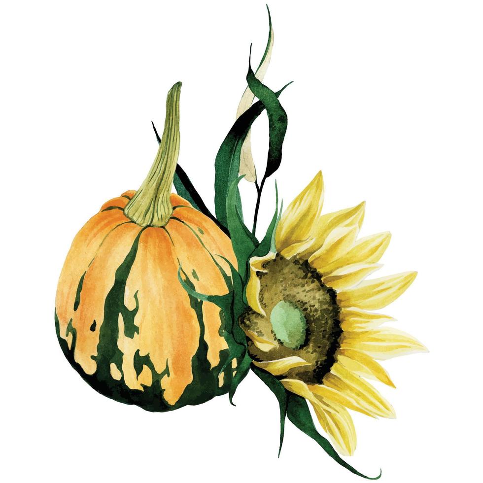 dibujo de acuarela al estilo del realismo. ramo, composición de flores de otoño y calabazas. calabaza naranja y flores de girasol, hojas de otoño. símbolo de cosecha, día de acción de gracias. vector