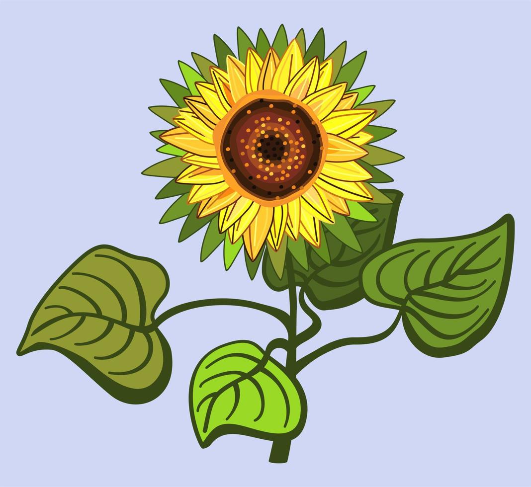 Vector floral illustration of sunflower with leaves on light blue background.