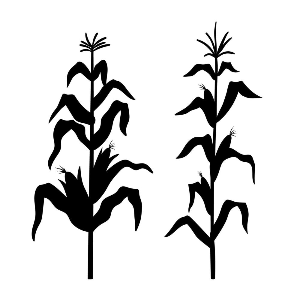 silueta de cultivo de maíz. ilustración negra vectorial de la cosecha vegetal aislada en fondo blanco. signo de planta de granja vector