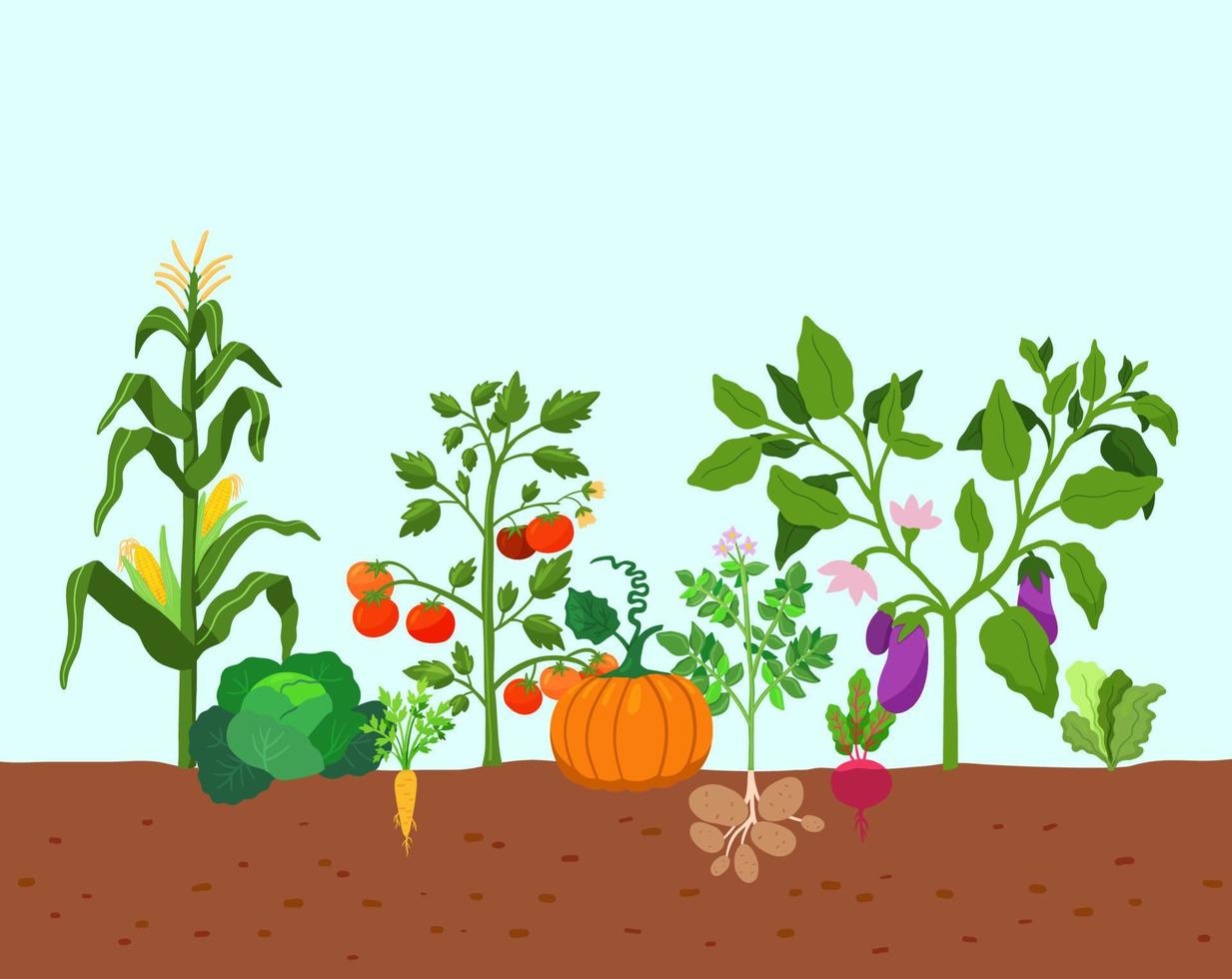 Harvest of vegetables potatoes, corn, pumpkins, tomatoes and various vegetables in the ground. Vector illustration in flat style. Farm growing of vegetables.