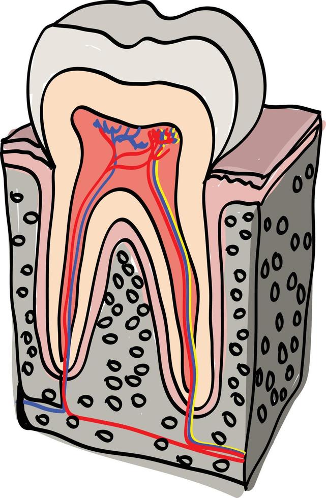 Tooth Anatomy isometric vector illustration