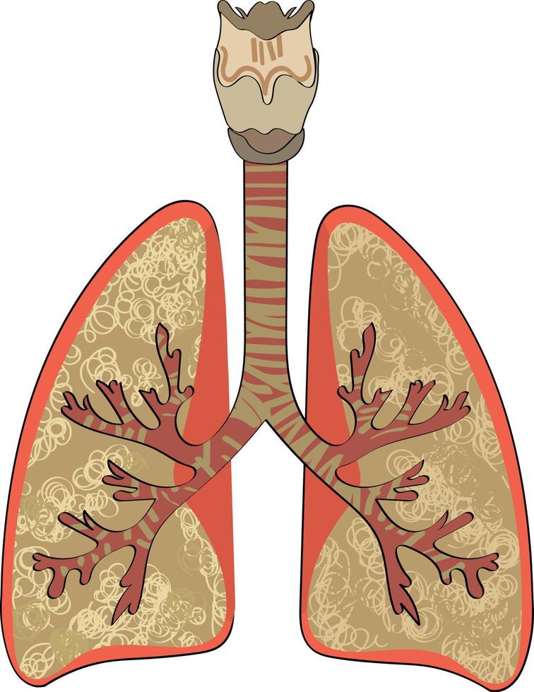 Lungs Human Internal Organ Isolated White Background vector