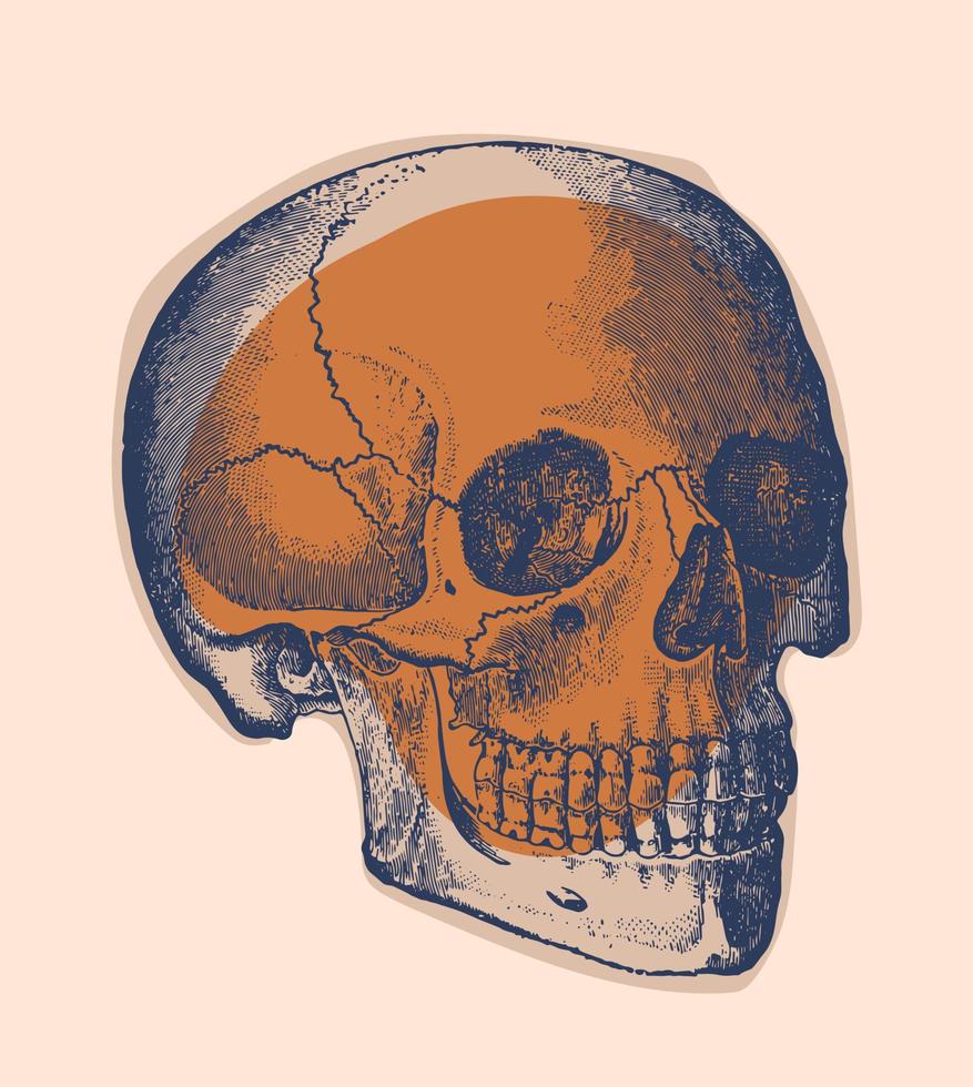 Human skull vector, engraving. vector