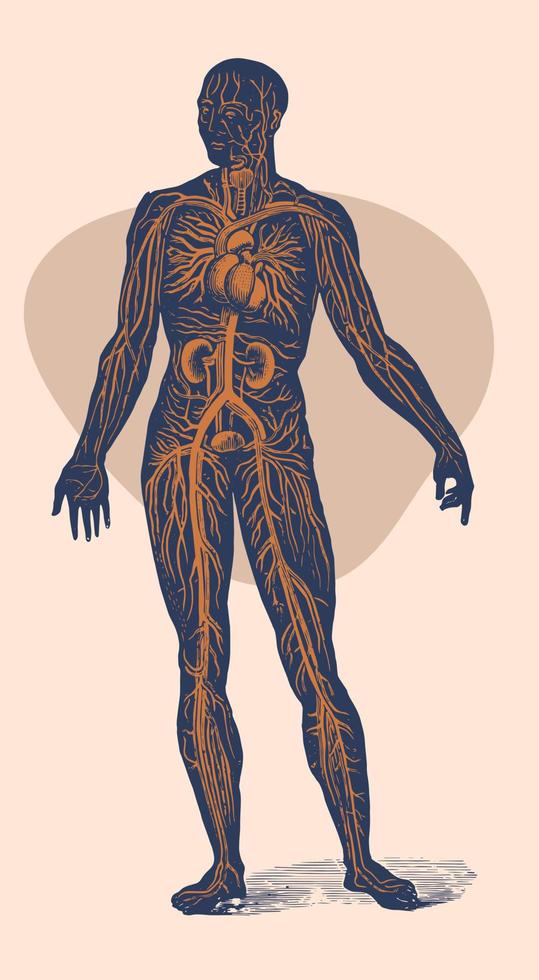 The circulatory system of the human body. Detailed vector, from vintage 1893 engraving vector
