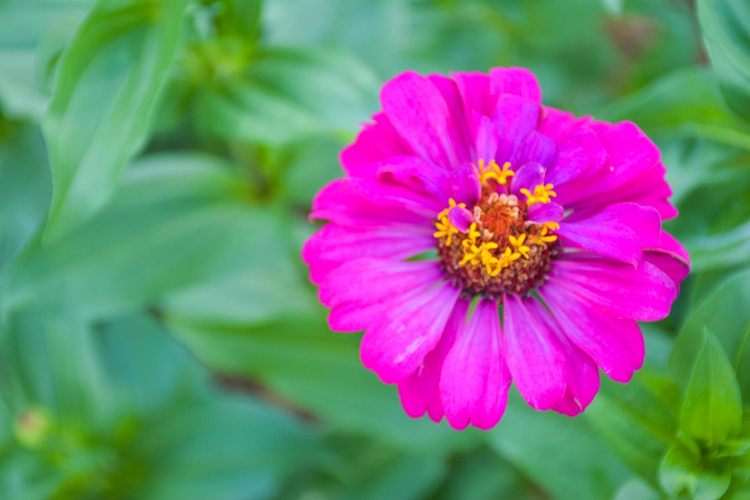 pink  zinnia flowers blooming with beautiful petals and soft blur  in a Thai public park photo