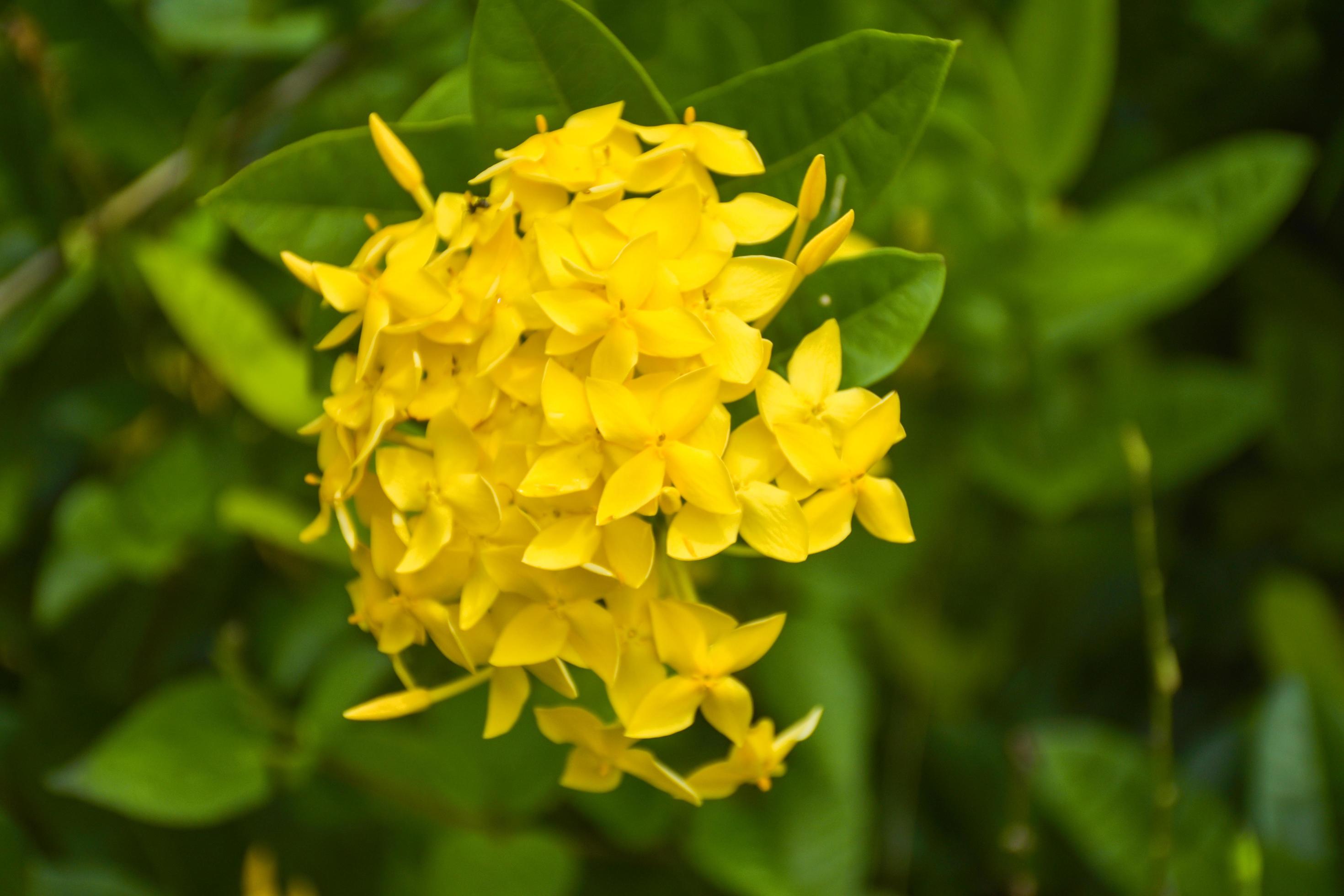 The beautiful yellow needle flower is blooming with its petals and soft