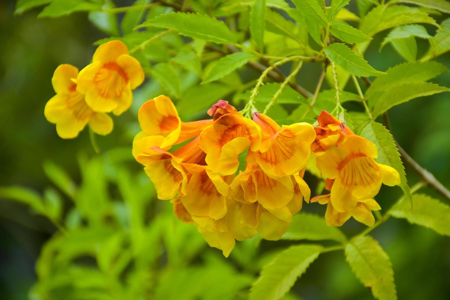 Yellow Urai flowers  blooming in garden photo